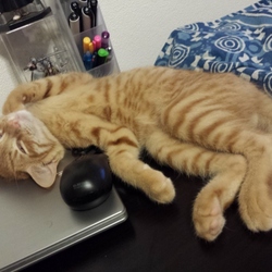 「子猫がやってきた　7」サムネイル1