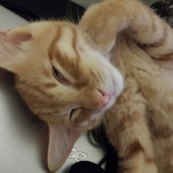 「子猫がやってきた　7」サムネイル2