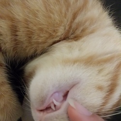 「子猫がやってきた　7」サムネイル3