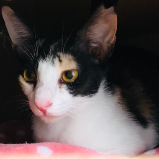 正式譲渡になりました。黒ミケ、人懐っこいロミちゃん