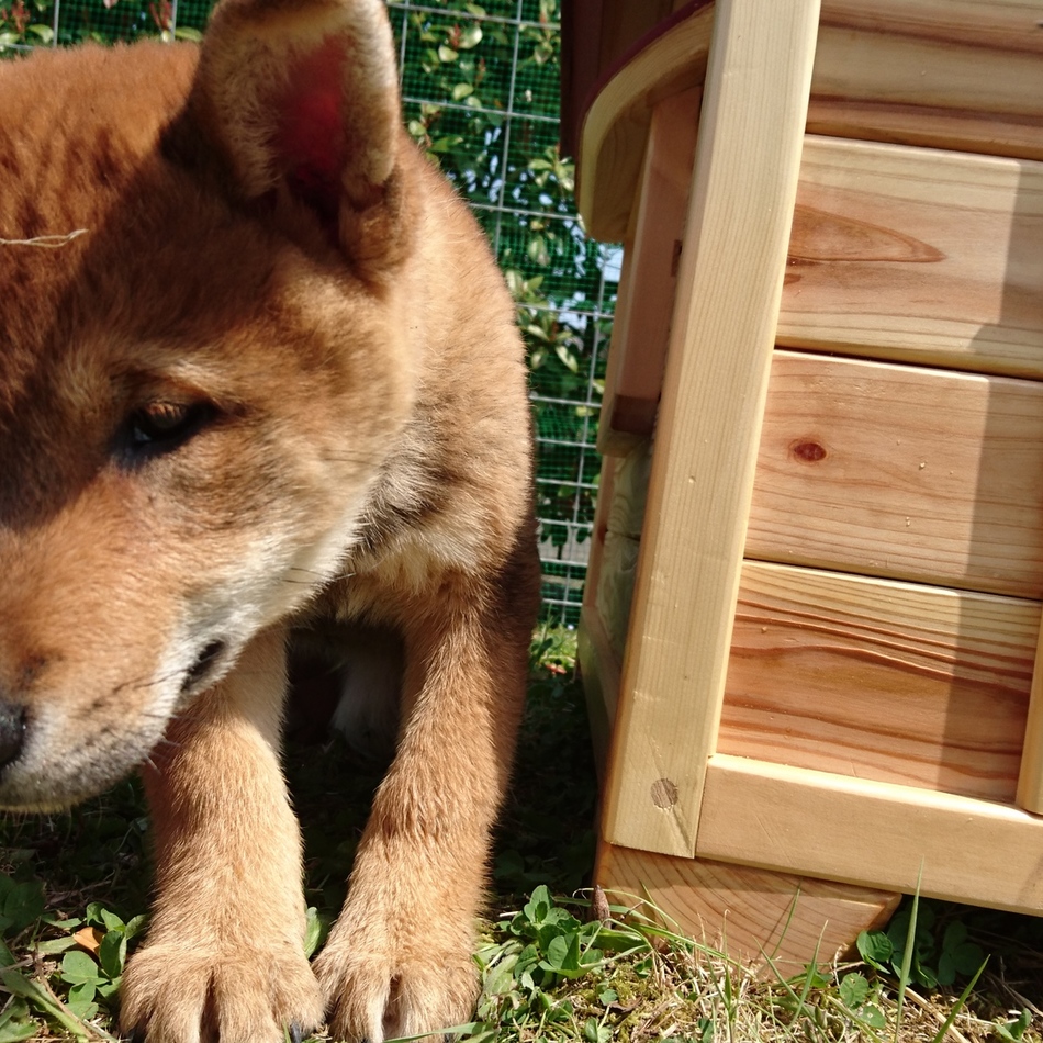 こやたのカバー写真