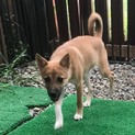 交渉中