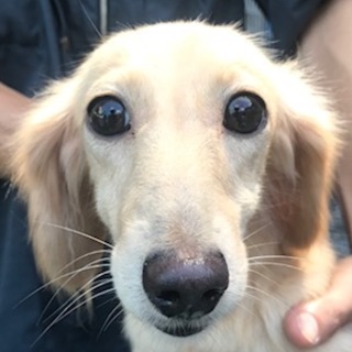 ダックス女の子