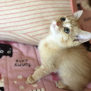 珍しい茶トラ女の子♪