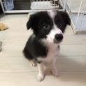 ボーダーコリー子犬里親募集、終了させて頂きました