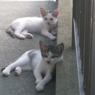 ♡２匹一緒の迎えです♡ありがとう御座いました♡