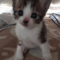 名前は決まっていません。