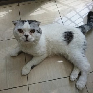 甘えん坊のポニョくん