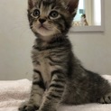 子猫差し上げます