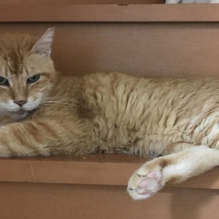 若洲次郎 エイズキャリア 大人しいお爺ちゃん