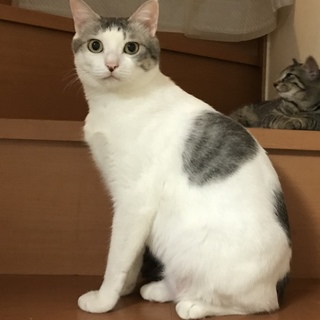 『ロボ』怖がりですが攻撃性はありません！