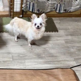 トライアル決定ロングコートチワワ女の子