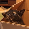困ったちゃんの里親さん募集中です