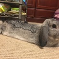 ロップイヤー♂の里親募集です。