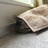 かくれんぼ