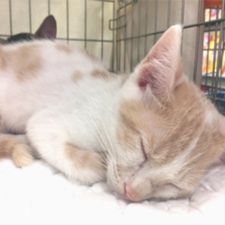 猫の譲渡会 名古屋市西区