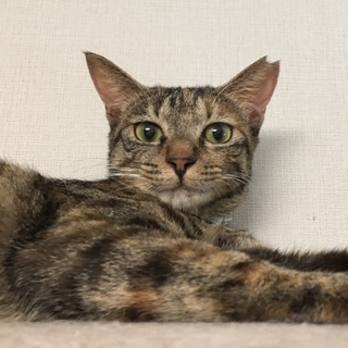  人懐こい甘えっ子の女のコ♩ココ (約2歳）