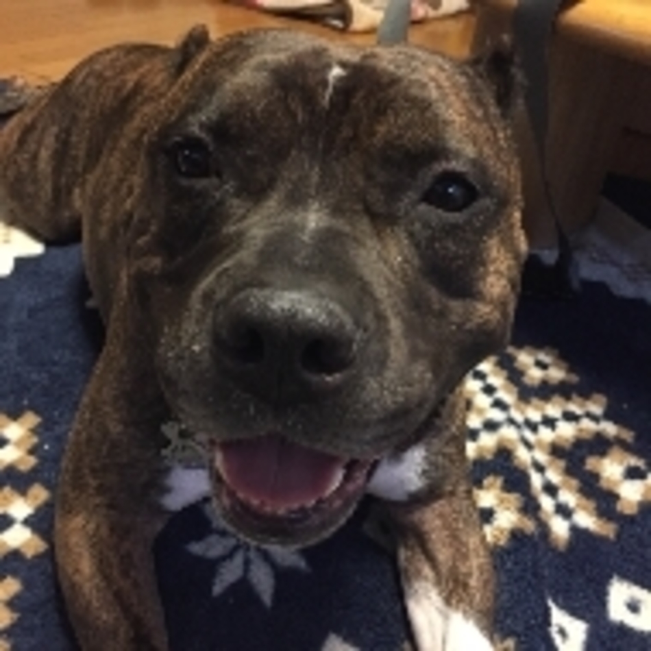 オークのカバー写真