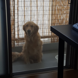 ゴールデンレトリバー女の子