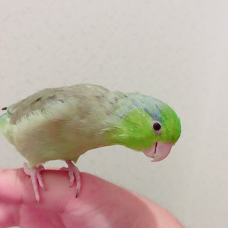 【大阪市】マメルリハ1羽の里親様を募集します。