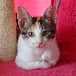 捨て猫保護してます。黒ちゃん