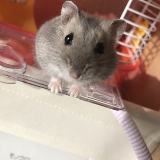 1才未満のジャンガリアンハムスター