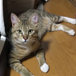 里親決定。イケメン猫の染五郎君☆去勢済み