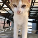 子猫ちゃんの里親さんを募集しております☆