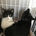 推定3ヶ月〜4ヶ月。ハチワレと真っ黒のオス子猫
