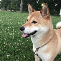 あずき