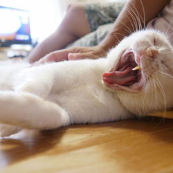 里親募集とサイト公開しました