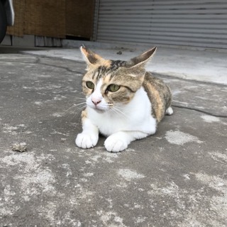人が大好き三毛猫ちゃん