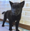 里親決定しました。