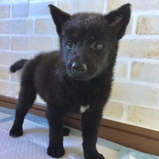 里親決定しました。