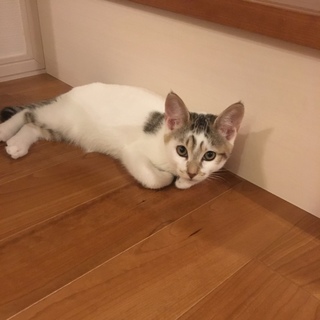 ◆マロンくん イケメン子猫◆