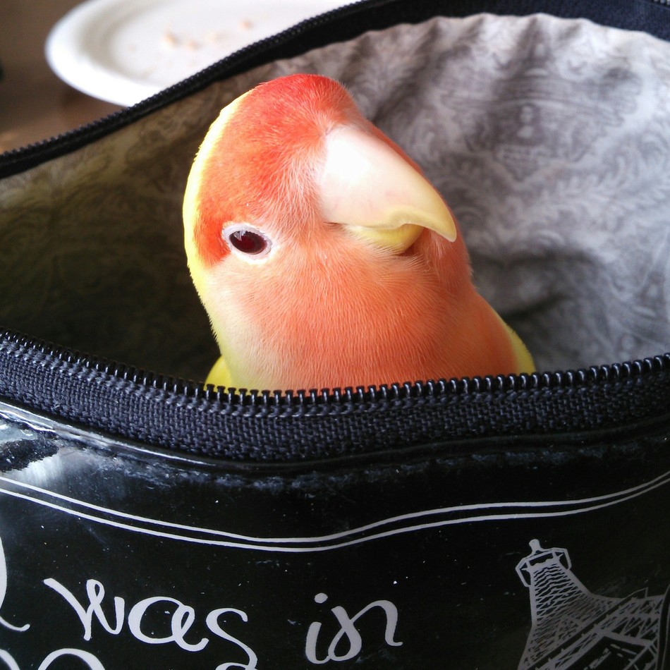 ぴーちゃんのカバー写真