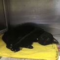 今回の水害で保健所に持ち込まれた黒猫りんちゃん