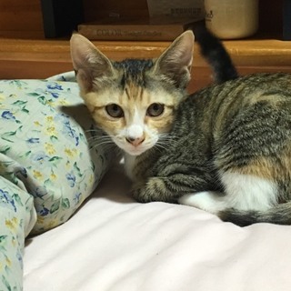 体はキジ柄の三毛ちゃん