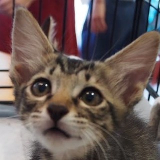 人が大好き♪甘えん坊兄妹