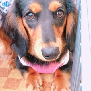 ダックス11ヵ月女の子