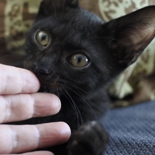 黒猫好きさん必見！ゴロゴロの子猫です。