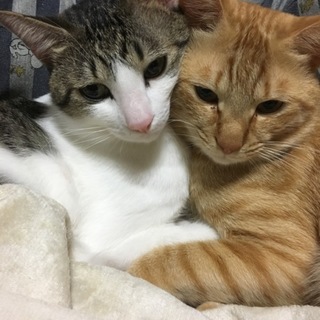 引っ越しのため里親さん募集します。