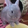 いまとし