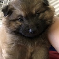 ２ヶ月弱の子犬 男の子