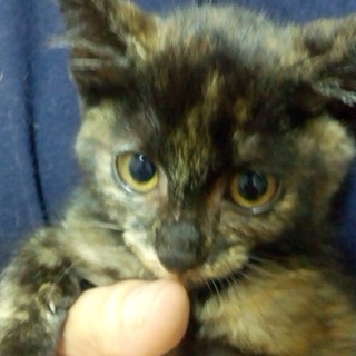 サビ　　大人しい女の子