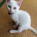 2ヶ月のやんちゃな白猫の男の子