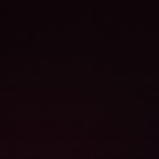 募集締切！！ハリネズミ女の子2歳