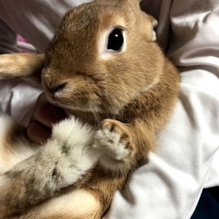 急募。うさぎちゃんの家族を探しています。