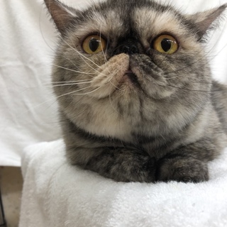 里親さん募集！！