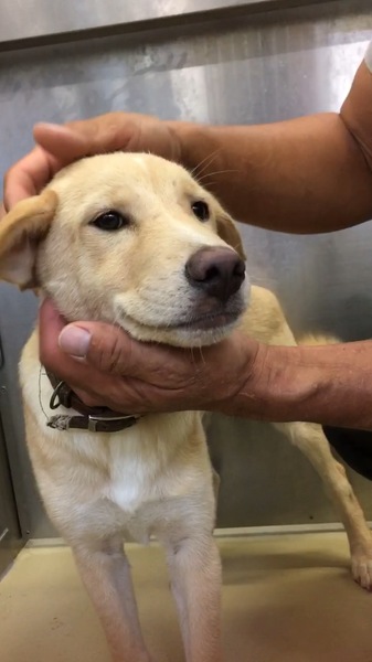 愛護センターの門に括り付 徳島県 犬の里親募集 ペットのおうち 月間利用者150万人
